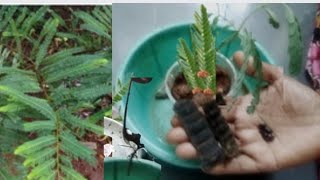 How to grow shikakai plant at home easily Acacia concinna [upl. by Attiuqaj]