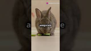 Enfermedades comunes en conejos🐇🐇🐇 conejito conejo sabiasque [upl. by Aicele95]