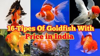 16 Types Of Goldfish With Price in India  Goldfish Price🐠  All Types Of Goldfish 🐟 Goldfish [upl. by Katlin896]