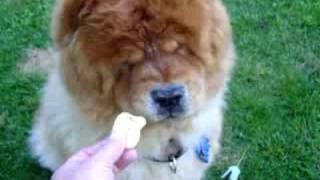 chow chows dogs play at sit and stay [upl. by Yul493]