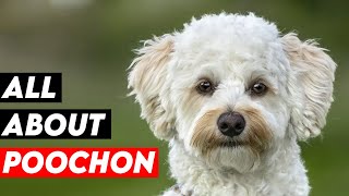 Key Facts Every Poochon Owner Should Know [upl. by Nylak]