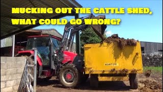 MUCKING OUT THE CATTLE SHED WHAT COULD GO WRONG [upl. by Adeirf]