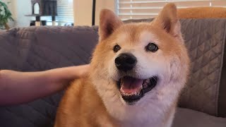 Doge petting stream w Bumi amp JWo [upl. by Murdocca]