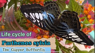 Butterfly life cycle of Parthenos Sylvia  The Clipper butterfly sylvia butterfly 蝴蝶生態 [upl. by Aneekal652]