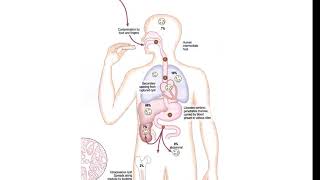 Echinococcus granulosus lecture [upl. by Ehtylb]