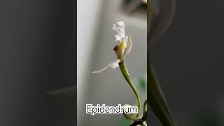 EPIDENDRUM Sp  Primera Florecencia [upl. by Moshell94]