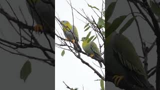 Yellow Footed Green Pigeon birds greenpigeon morningvibes backyardwildlife hobby birding 4k [upl. by Aslam]