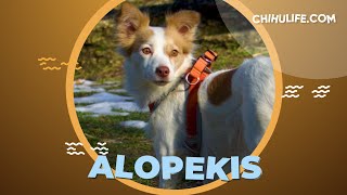 Alopekis Greek Dog Breed Information and Facts [upl. by Mckinney]