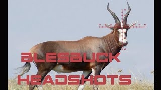 Blesbuck Hunting in South Africa Slowmotion [upl. by Atteloj685]