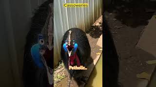 southern cassowary casuariu shorts viral [upl. by Jovi]