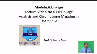 Linkage analysis and chromosome mapping in Drosophila [upl. by Inttirb558]