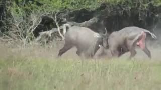 Nilgai Fight Part 2 — AllSeasonsGuideServicecom [upl. by Suoirtemed]