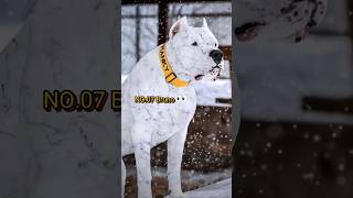 🐾Top 10 Most Unique Dog Namesdogname pitbull kangalshepherddog germanshepherd dogoargentino [upl. by Alyse]