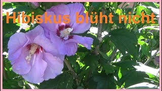 Hibiskus blühen nicht Ursache Gründe warum der Hibiskus nicht blüht [upl. by Nahtanohj630]