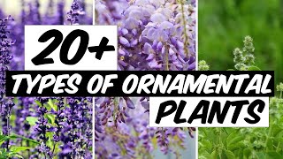 21 Types of Ornamental Plants  The Planet of Greens [upl. by Enirrok]