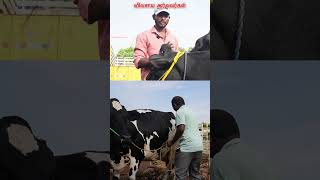 லட்சங்களில் வருமானம் vivasayaarvalargal cow erode shortvideo shorts [upl. by Azarcon]