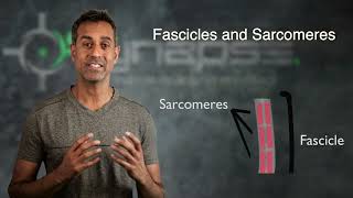 Fascicles and Sarcomeres [upl. by Loftus149]