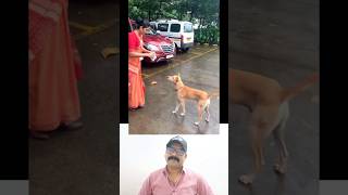 മനോഹരമായ ഒരു വീഡിയോ ❤️ viralreels youtubeshorts dog shortsvideo shorts [upl. by Oirobil712]