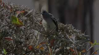 White backed Mousebird [upl. by Houlberg]