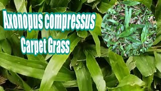 🍃🌿🌱Axonopus Compressus  Carabao Grass  Carpet Grass [upl. by Gavin]