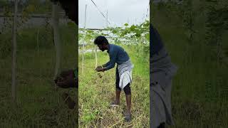 புடலங்காய் தோட்டம் ✌️ Trichosanthes cucumerina✌️ kanyakumari shorts vlog [upl. by Frodeen589]