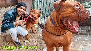 French Mastiff Dogs  Bigest Breed In India [upl. by Oxford]