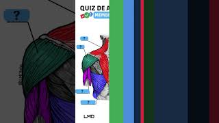 🔴👉 QUIZ DE ANATOMIA 🟨 Aula de Anatomia humana shorts [upl. by Gifferd]