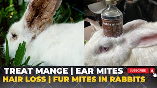 How to treat MANGE on your beloved Rabbits  Treat ear mites in rabbits  How to inject your rabbit [upl. by Disini]