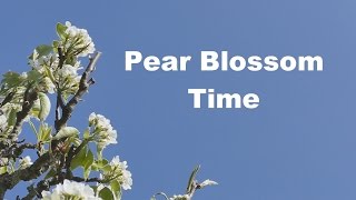 Pear Blossom Time [upl. by Lehcear867]