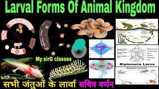 Larval Forms of Animal Kingdom  सभी जंतुओं के लार्वा सचित्र वर्णन [upl. by Enirhtac321]