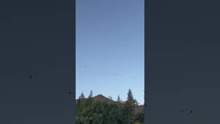 Ponderosa Geese flying over river [upl. by Edmund468]