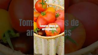 Tomates llenos de anti oxidantes [upl. by Ahtis]