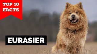 Eurasier  Top 10 Facts [upl. by Cati]