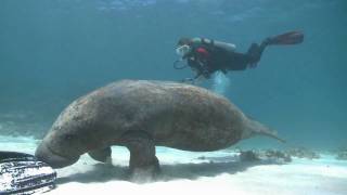 Afternoon With The Manatees At North Caye Caulker Belize Central America [upl. by Joella168]