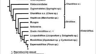 Evolución en plantasRelaciones Filogeneticas [upl. by Verge361]