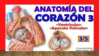 🥇 Anatomía del CORAZÓN 35  Ventrículos Aparato valvular [upl. by Sparke]