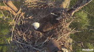 Southwest Florida Eagle Cam [upl. by Artiek]