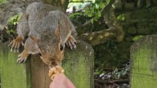 🐿 Squirrel grovepark weston squirrelwatching cuteanimals 2024 bekindtoanimals wildlife cute [upl. by Benson]