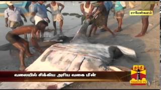 The Rare Fish Turbot Caught In The Net While Fishing [upl. by Lorimer]