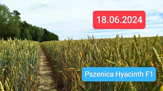 Pszenica sezon 2024  Pszenica hybrydowa HYACINTH 🌾 18062024 [upl. by Anawk]