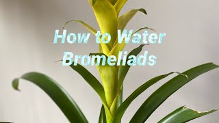 How to water bromeliads [upl. by Stafford]