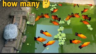 Harvesting platy amp betta fish 🐠Earning some extra income from selling fish 🤑ornamental fish farm [upl. by Cayla]