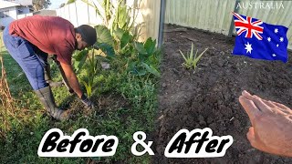 Hand Weeding My Jamaican Garden Living In Australia 🇦🇺 Taro Sorrel Sweet Corn Alovera [upl. by Pantia]