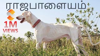 Rajapalayam Dog  ராஜபாளையம் நாய்கள்  Storyboard  தமிழ் [upl. by Eerolam]