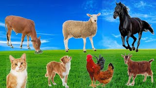 Animal Sounds Around Us Cows Dogs Cats Sheeps Horses Goats Chickens  Animal Moment Sounds [upl. by Maitland]