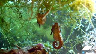 Amazing Seahorses Mating [upl. by Vey]