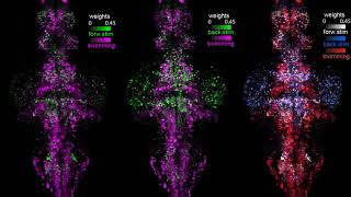 zebrafish brain maps [upl. by Chemaram]