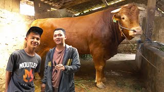 INI B4RU KEREN  MASIH SMP SUDAH RAWAT SAPI JUMBO  Sapi Qurban 900kg Up [upl. by Obellia]