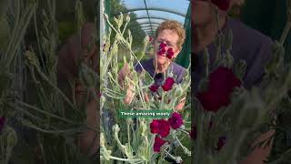 Lychnis coronaria Gardeners World  Magenta flowers with silver foliage [upl. by Trainor279]