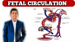 Fetal circulation ductus venosus foramen ovale ductus arteriasus in Hindi [upl. by Aihtibat74]